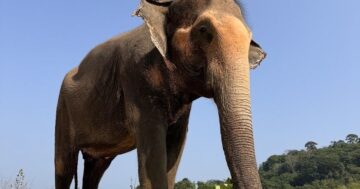Bukit Elephant Park — почему этот спасательный приют слонов лучше туристических шоу и что не говорят туристам: как добраться, расписание, чаевые