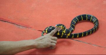 Kathu Cobra Show в Пхукете — уникальная возможность увидеть смертельно ядовитых змей вблизи и испытать адреналин от рискованных трюков дрессировщиков