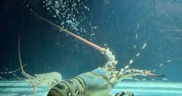 Phuket Lobster House: огромные порции у пляжа, но счета шокируют — туристы платят сотни за не тот вкус, скрытые доплаты и комиссию, узнай как сэкономить