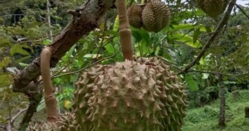 Почему ресторан ร้านเจ๊ผึ้งก๋วยเตี๋ยวเป็ดอาหารตามสั่ง с 11 отзывами и рейтингом 4.5 — скрытая семейная находка: свежая еда на месте, сад, простой подъём и бюджетный счёт для детей