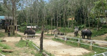 Prayai Changthai Elephant Camp в Чалонге Пхукет: что на самом деле за красивыми фото — цепные, травмированные слоны вместо обещанной заботы или иная правда
