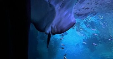 Su Va Na: аквариум, шоу русалок и официанты, которые запомнят ваш праздник — почему это шик для романтики, но не лучший выбор для шумных детей