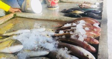 Рынок ตลาดปลากอ๊าน в Пхукете — рыба с лодки действительно свежая, но ассортимент очень скромный и рынок открыт только по будням с полудня