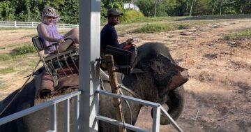 PHUKET ELEPHANT RIDING — семейный интерактив: кормление, купание и прогулки со слонами в лесу с доброжелательным персоналом и удобствами
