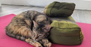 InDepth Yoga Academy в Пхукете: интенсивная подготовка на крыше, мастера с глубокой экспертизой и правда о условиях школы