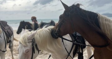 Предостережение перед Horse Riding Phuket By Khun cowboy в Пхукете: многочисленные отзывы о плохом уходе за лошадьми и жестоком обращении