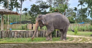 Trunk & Soul Elephant Home: близкое, искреннее общение с любимыми и заботливыми слонами — доступная кормёжка и душевный опыт для всей семьи