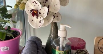 Почему в Phuket маленький салон ไข่มุก มาสสาจ Pearl Massage считают лучшим: персонализированный тайский массаж, внимание владельца и разные техники